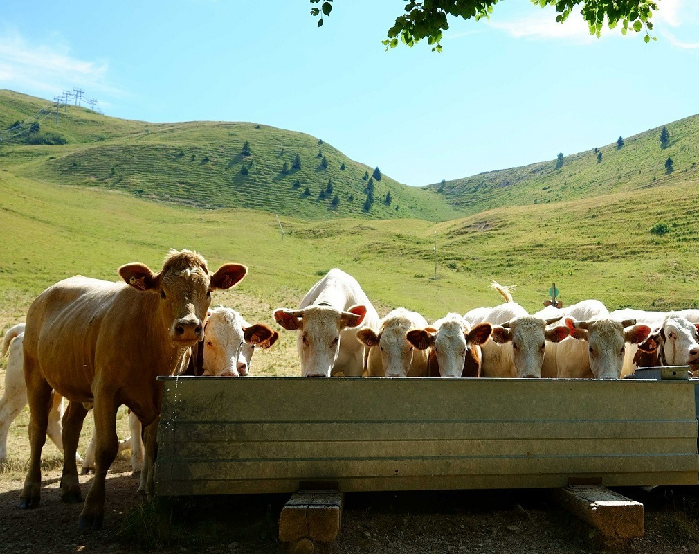 vacas-bebiendo-calor-portada.jpg